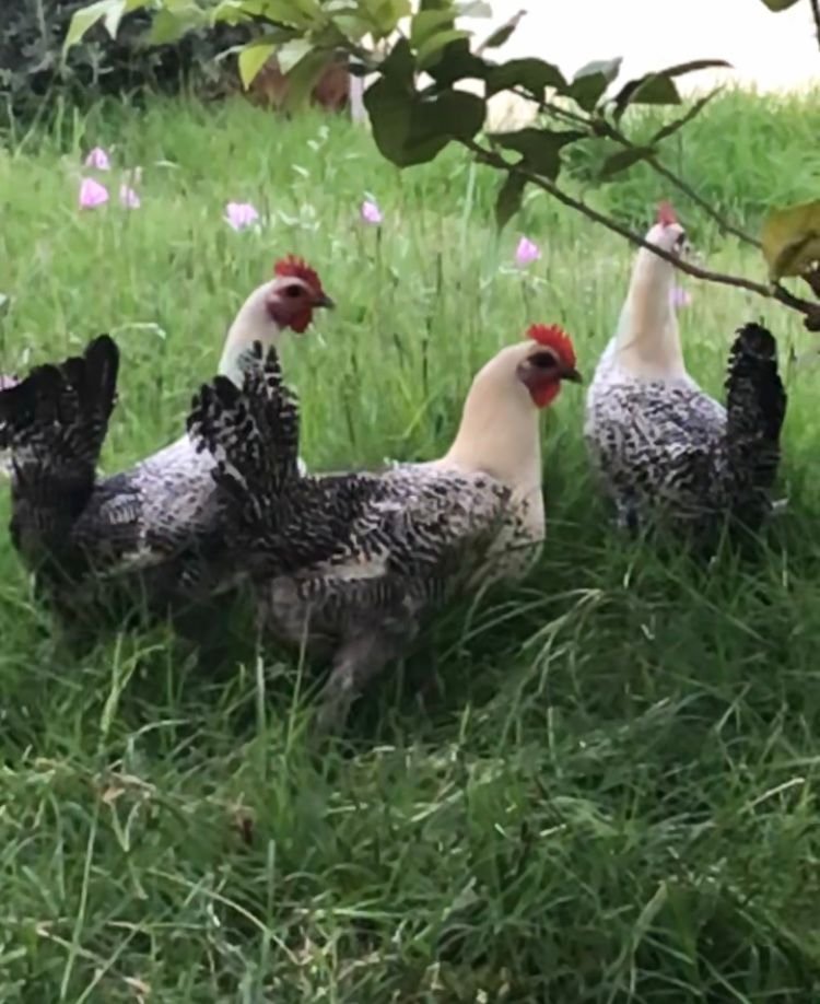 Fresh Moroccan Salads